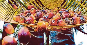 Sustainable palm oil provides exceptional benefits for your skin and body | New Straits Times