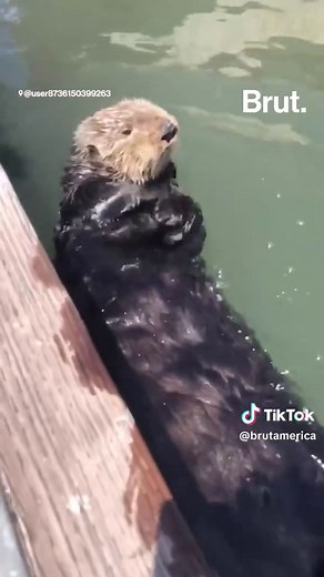 How Sea Otters Use Rocks as Tools