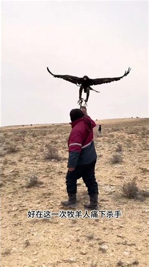 Golden eagles fight off wolves