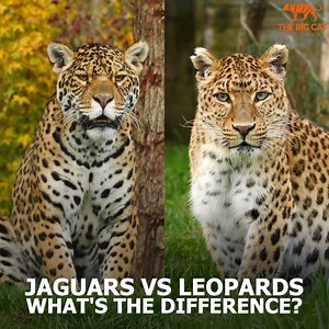 75K views · 4.2K reactions |  We're always asked about the differences between jaguars and leopards. With the help of our beautiful jaguar Keira and our stunning North Chinese leopard Atara, you can learn how to tell them apart!  Let us know what you think of them in the comments section below #leopard #jaguar #bigcats | The Big Cat Sanctuary | Facebook