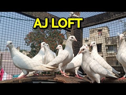 MY LOFT PIGEON FOR SALE VIDEO TODAY