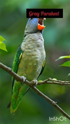 Beautiful 💐 Gray Parrot 🦜 #Parrot #Pets #shorts #BestVibes