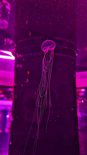 海に浮かぶ月も海の中に浮かぶ月も好きだよ 今年は沢山捨てる選択を取ると思うけどごめんね。 #水族館 #海月