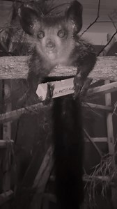 12K views · 374 reactions | A block of wood is no match for a hungry...