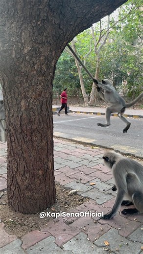 Feeding Food To Monkeys (Kapi Sena)🐵🐒 #shorts #monkey #bandar #feeding #viral #monkeyvideo #funny