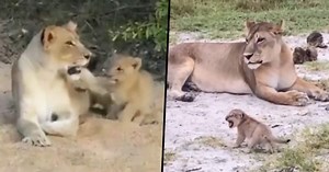 Watch: Lion cub attempts to roar, viral video steals netizen's hearts