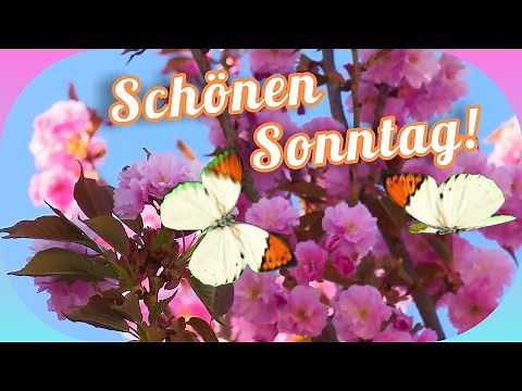 Guten Morgen!🤗☀️ Schönen Sonntag🌹💝 Viele Liebe Grüße zu einem wunderschönen und erholsamen Sonntag💞💌