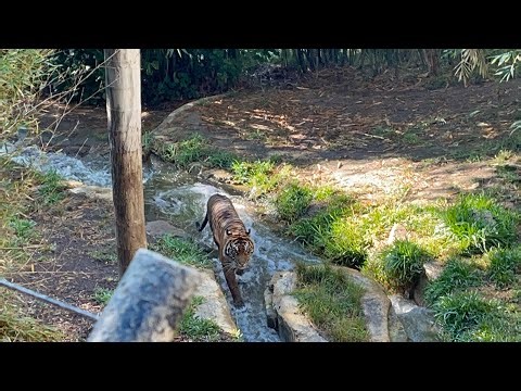 A Sumatran Tiger Pacing around the exhibit at the San Diego Zoo Safari Park September 20,2025