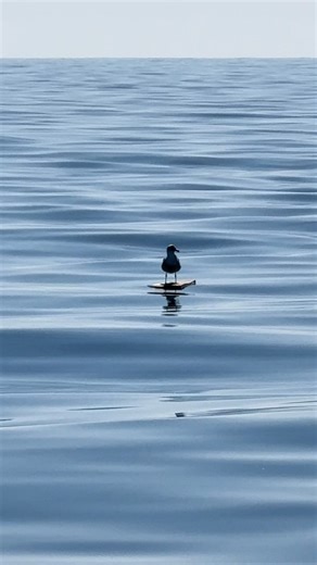 A gull hanging ten! Ok, this might be the cheesiest post we’ve done but it is funny to see this while also acknowledging the fact that there’s so much trash in the ocean right now from the last rain storm which washed out so much debris. Gulls and terns love standing on anything floating in the ocean including dead animals, kelp, and any human-made debris. In this video is a gull on a piece of wood with two auklets watching. Did you know there is no such thing as a “seagull?” That’s a generic te
