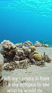 10K views · 277 reactions | Watch this juvenile octopus change colors and textures. He especially reacts when he sees me! At the end he blends into the coral perfectly! Truly amazing creatures!!朗 #octopus #cephalopod #masterofdisguise #fish #gopro #redsea | Catherine Anne Underwater Photography | Facebook
