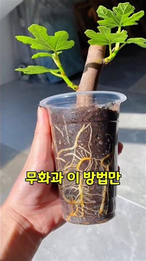 How to Grow Your Own Figs at Home for Free Forever