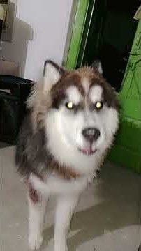 This husky's howl will melt your heart! #trending #husky #trendingreels