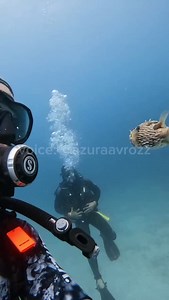 A compilation of fandubs by AzuraaVrozz, “Various Activities in the Waters” ✨ Follow now and enjoy animal voices like never before! If you enjoyed this content and want to support my work, any donation is greatly appreciated! 🩵Your support helps me keep creating more of what you love. link support on my bio Voice: Me(@azuraavrozz) Sc🎥: 🐡carloslzn |IG , 🦀(unknown), 🐟(unknown), 🦭memeconomics._ |IG please DM for credit/removal) #VoiceActing #Fandubber #azuraavoice #news | Azuraa Vrozz侍 FanDub