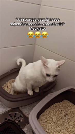 amordeppet on Instagram: "Créditos para a página @filipe.frida.file #memes #gatosengraçados #videosengraçados #gatos #vamosrir"