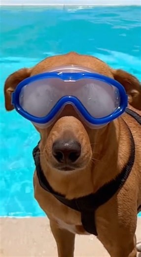 9.4K views · 142 reactions | A diver swoops in from above and the dog starts rapid-blinking like an anime character on the verge of fainting — goggles fogging from tiny panicked breaths. 廒 #SkyPup #BlinkPanic | Vrial Reel 82 | Facebook