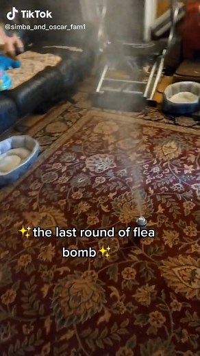 Effective Flea Bombing to Eliminate House Infestation