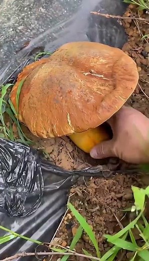 Wild mushrooms really are everywhere in Yunnan!