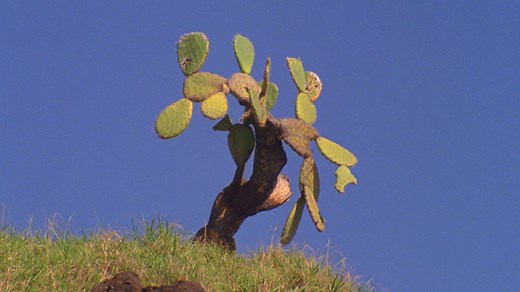 7.1K views · 103 reactions | Volcom Stone presents the Psychic Migrations official trailer, a Veeco Film Production directed by Ryan Thomas. www.volcom.com/psychicmigrations | Volcom | Facebook