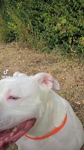 108 reactions · 37 shares | Let's hear it for the thicc bois! Bart is about as thick as they come. He's so loveable and loves to go on walks. Cats might want to keep their distance  #adoptdontshop #adoptme #shelterdog #thickerthanasnicker #thickerthanabowlofoatmeal less | Young Williams Animal Center | Facebook