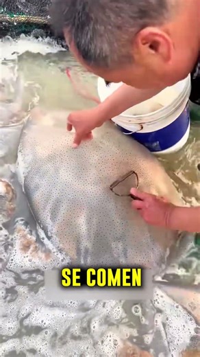 Why do people peel jellyfish on the beach?