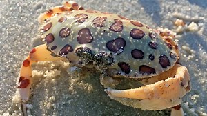 Check out this calico crab (AKA leopard crab) that I saw during this morning's beach walk. Poor thing was missing a claw. No worries, it will grow a new one! recorded April 26, 2017 by Robb Stan from MyitownTV Video Productions. | Southwest Florida Television