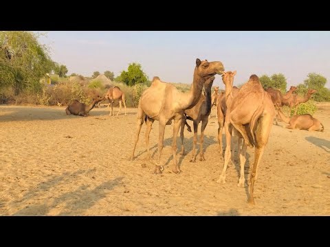Camel relaxing in winter| camel enjoying in herd