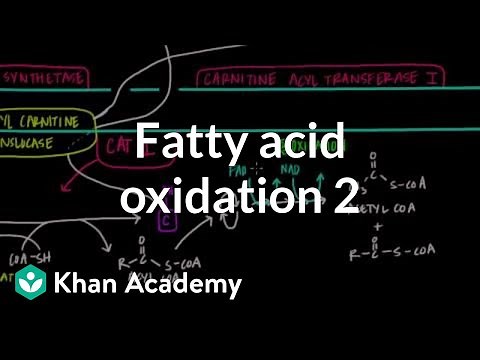 Fatty Acid Oxidation - Part II