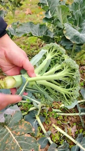 Sk 2999 mini rotary tillage and ridging one one tree short view #travel #beach #flowers# asmr