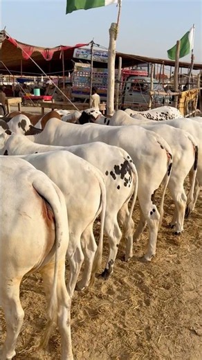 Northern Bypass Karachi Cow Mandi 2026❤️Multan Mandi❤️Bakra Eid #shorts #cow #cowvideos #bull #viral