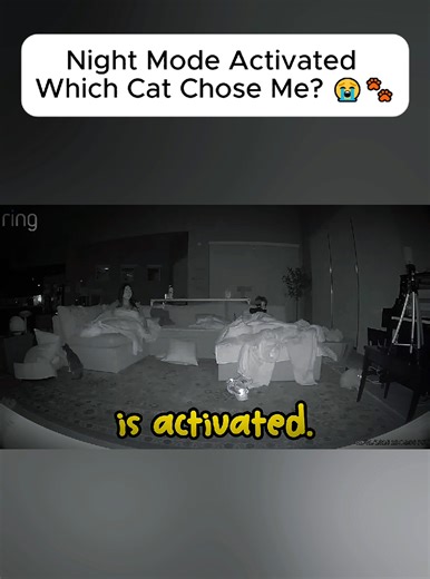 Night Mode Activated: Which Cat Chose Me?