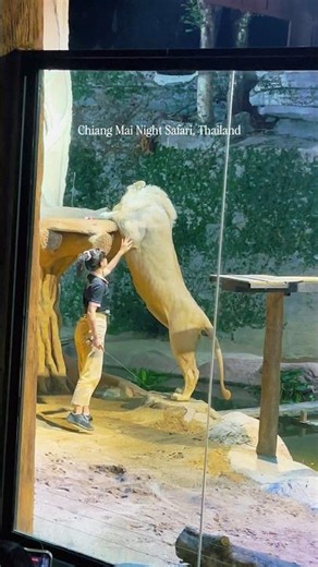 🇹🇭 Tiger Talent Show at Chiang Mai Night Safari #ThailandTravel #TigerShow