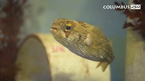 🐡 Recently, a long-spine porcupine pufferfish underwent cataract surgery at the Columbus Zoo and Aquarium after being diagnosed with an eye condition called lens luxation. This adorable pufferfish also now has a name. Say hello to Dill Prickle! Dill is currently recovering (and eating!) well behind the scenes while in routine quarantine. In the future, Dill Prickle will be introduced to his habitat in the Discovery Reef aquarium with the other 300 fish that live there. In their native range, yo