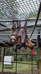 Flying foxes are social animals and spend their days hanging together in camps, also called colonies or roosts. Our larger species, the black, grey-headed, and spectacled flying-foxes like a bit of personal space while being social. Not so little red flying-foxes! They hang together in close bunches. No personal space for them, as little red orphans, Dot and DC, show you here. Not even when you invert to do your business, as DC discovered. These two cuties are now ready to go on to the next step