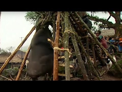 Sacrificing The Mythun | Tribe | BBC Earth Explore