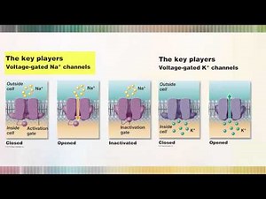 A&P 1: Neuron Membrane Physiology Part 2