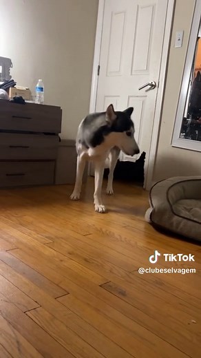 German Spitz Mix with Siberian Husky | Wild Ferret Club