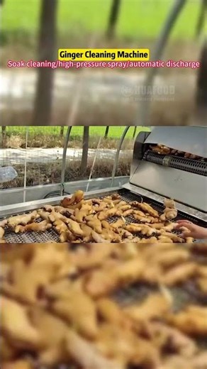 Commercial full-automatic ginger high-pressure cleaning machine/ginger bud cleaning machine