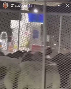 43K views · 1.3K reactions | 21 Savage’s reaction to seeing a bunch of goats  | XXL Magazine | Facebook