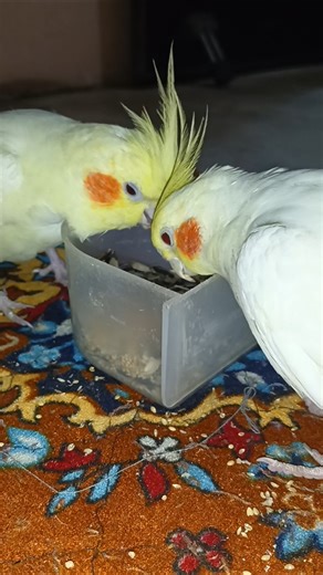 two little babies #shortfeed #cockatiel #cockatoo #cockapoo #parrot #birds #cute #talkingparot