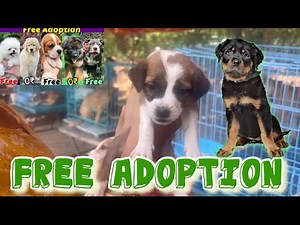 Adopt, Don’t Shop: Transforming Lives Through Our Dog Adoption Program”
