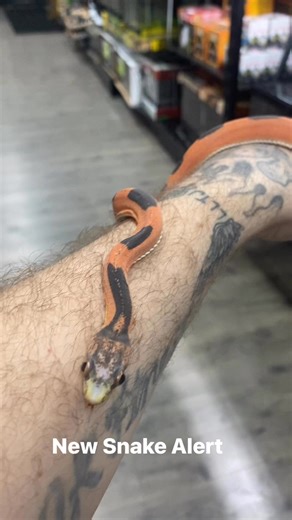 Scaleless texas Rat snake one my favorite new ones look at the bug eyes 👀 really great snake so cool #texas #ratsnake #SnakeGang #scalelesssnake #reptilelover | James Edwards