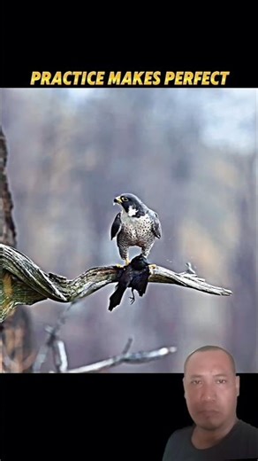 Falcon’s First Hunt! Learning to Strike Prey Mid-Air Without Mercy 🦅