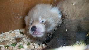 Birth of endangered red panda cub a ‘symbol of hope’