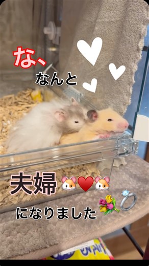 Hamちゃんズ❤️❤️ | ‪🐹 な、なんと😳！ はむれおさんとはむこさんが 夫婦になりました🥹❤️‍🔥 ⁡ 予想天外😂😂 たろさんとの夫婦を待ち望んでいたのに たろさんとは相性❌だったようで…💔 ⁡ はむこのbaby🐹はどうやら ロングヘアとのミックスbabyに なりそうです😍😍 ⁡... | Instagram