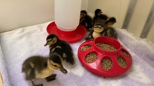 164 reactions · 7 comments | Here's a little extra cuteness to finish off the week! These little ones were rescued by a member of the public and each came in weighing less than 30 grams. They'll grow up big and strong under the care of our expert staff! | International Bird Rescue | Facebook