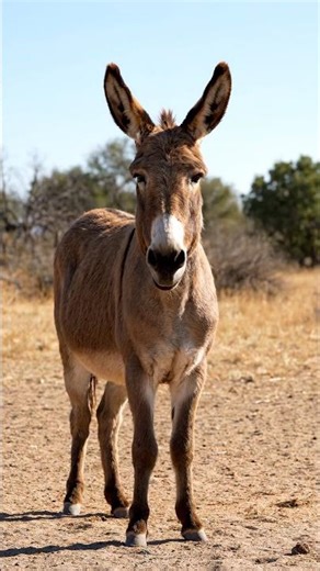 Burro Bray | ASMR | Animal Sounds