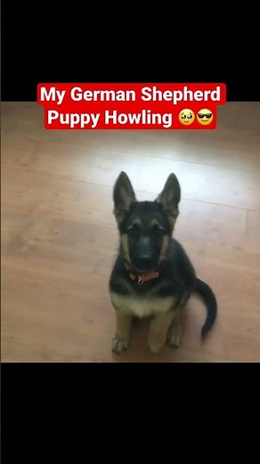 German Shepherd Puppy Howling! 😂🤗 (WARNING: CUTE ALERT!)