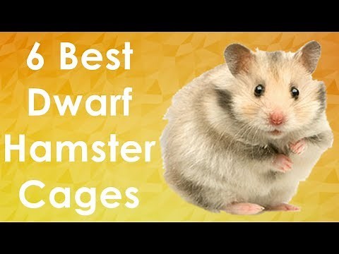 Dwarf Hamster Cages - Top 6 Picks