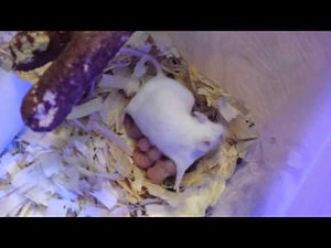 MY MOUSE BREEDING SETUP