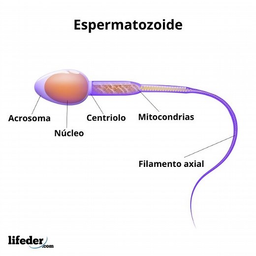 Espermatozoides: qué son, funciones, partes, ciclo de vida
